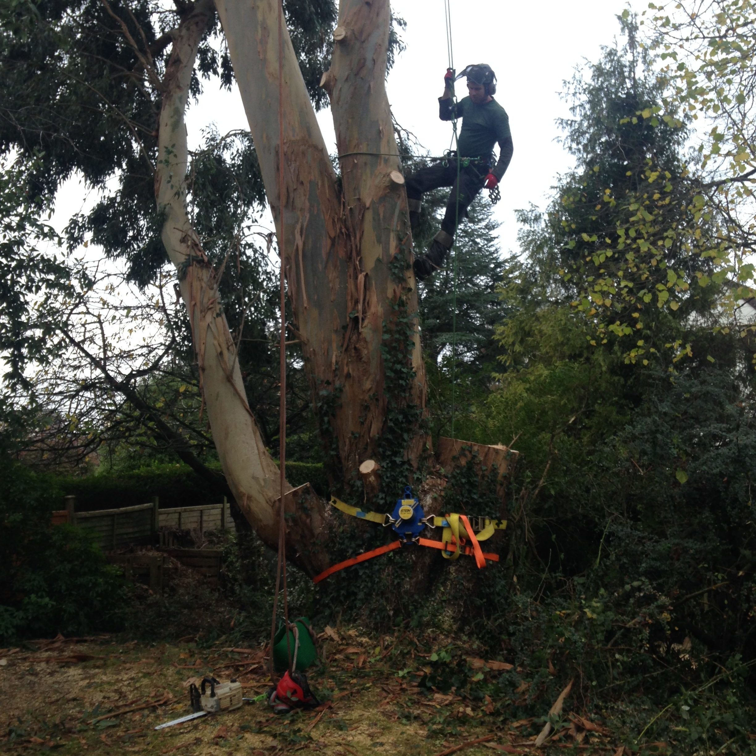 Picture1 - Stump Grinding